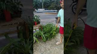 floricultura plants viralvideo brincade folhagens folhagem samambaias [upl. by Pyle455]