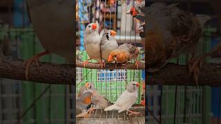 Zebra finches in mirpur pakhir hat birds finch finches finchbird [upl. by Barbette]