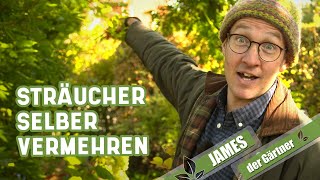 Aus Steckhölzern kostenlos neue Sträucher ziehen  James der Gärtner [upl. by Lenwood]