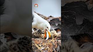 Bird life nature birds animal wildlife intresting mother chicks feeding youtube shorts [upl. by Ydasahc]