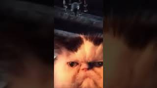 Diabetes Cat memes meme funny cat cats vine shorts memesvideo catvideos tiktok [upl. by Nadnerb]