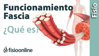 La fascia  Qué es funcionamiento e importancia del tejido fascial [upl. by Milzie387]