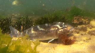 Dusky Morwong Dactylophora nigricans [upl. by Yenreit]