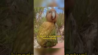 Kakapo shortvideo pets animalphotos animalpictures funny animals [upl. by Burton]