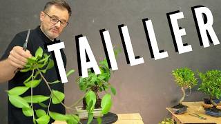 COMMENT TAILLER son BONSAÏ FICUS vitalbonsai [upl. by Ahsaetan988]