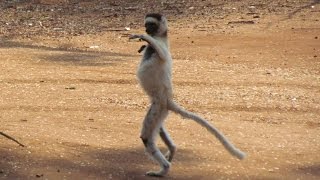 Dancing Lemurs Verreauxs Sifaka of Madagascar [upl. by Frankel]