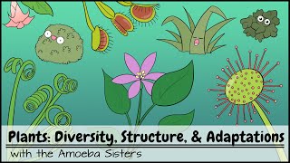 Plants Diversity Structure amp Adaptations [upl. by Dorian]