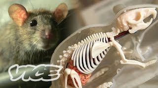 The Invincible ‘Super Rats’ Genetically Resistant to Poison [upl. by Barnett698]