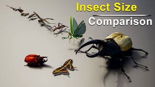 Insects Size Comparison  Bugs Size Comparison  Data Slide [upl. by Errised188]