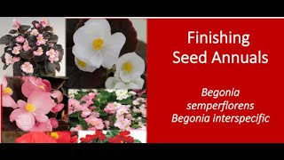 Finishing High Quality Seed Begonias ft Dr Will Healy [upl. by Aleekat]