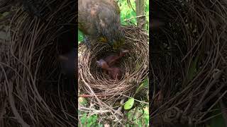 Stripethroated Bulbul Babies Eat amp Sleep – Mother Bird Feeding Chicks amp Protecting Them [upl. by Oicafinob]