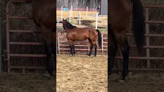 MY HORSE VALENTINE OTTB RETRAINING 2  12 Brothers [upl. by Latouche]