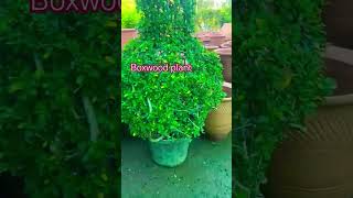 Boxwood plantshorts gardening viralshort shrtsfeed trending shortvideos ytshort shrtsfeed [upl. by Clea966]