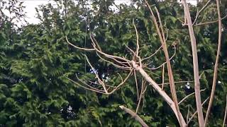 Tuto Radio linstallation de lantenne G5RV dans un arbre [upl. by Clementina]