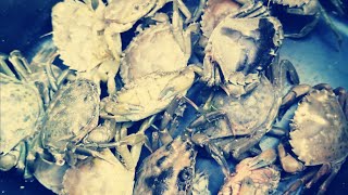 HOW TO FIND PEELER CRABS TO USE FOR BAIT  BAIT COLLECTING UK SEA FISHING [upl. by Leohcin974]