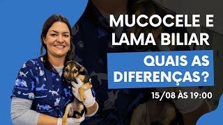 Mucocele e lama biliar quais as diferenças [upl. by Frannie498]