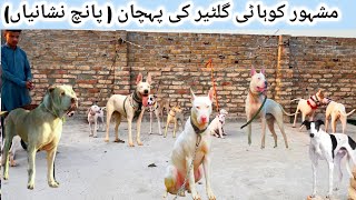 Pakistan 🇵🇰 Biggest KPk Kohat Dogs 🐕 Kennel  Kohati Gultair vs Famous Pakistani Bully Dog [upl. by Zara]