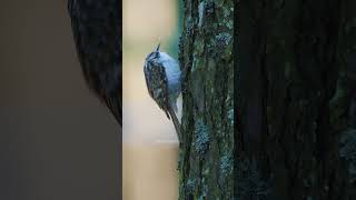 Tree Creeper Climbing Tree bird wildlife nature treecreeper tree cute lovely pretty HA72559 [upl. by Mintun]