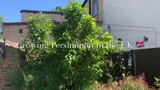 Growing Persimmon trees in the UK 🇬🇧 [upl. by Solita]