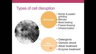 Cell disruption and Ultracentrifugation  Techniques in Molecular Biology [upl. by Nabatse559]