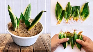 How To Propagate Snake Plant Sansevieria from Cuttings  Snake Plant Propagation in Sand and Soil [upl. by Oinigih]