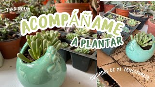 🌿Cuidados de la Fenestraria Rhopalophylla  Plantemos 🌿 [upl. by Arak]