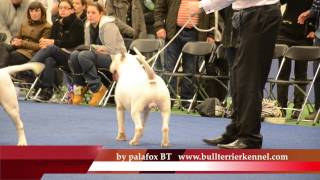 NBTC International Weekend Leiden 2013 Palafox Bull Terriers [upl. by Rubma]