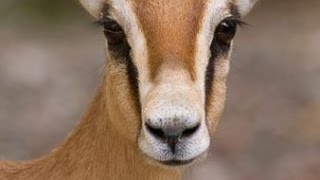 Les gazelles Dorcas  Documentaire animalier [upl. by Bara]