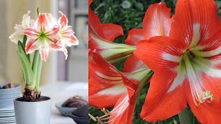 How to Plant Amaryllis Bulbs for Winter Blooms amp Tips for Growing Gorgeous Amaryllis🌸✨ [upl. by Carn]