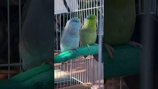 Parrotlets love out door 🦜parrotlet birds [upl. by Dugaid708]