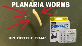 Omg planaria [upl. by Ormand]