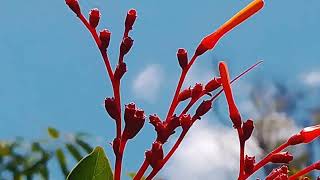 Hamelia Patens or Firebrush plant [upl. by Pantia197]