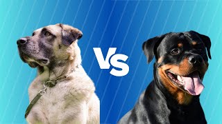 Kangal Vs Rottweiler en ESPAÑOL [upl. by Odell]