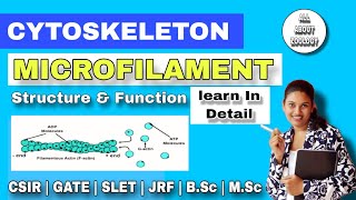 CYTOSKELETON  MICROFILAMENT or ACTIN FILAMENTS Structure amp function  MSc Classes  Cell Biology [upl. by Ennaej]