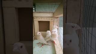 Red Eye Albino Bird  Albino Red Eyes  love birds [upl. by Dituri]