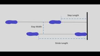 Understanding the Basics of Gait [upl. by Odlauso798]