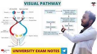 Visual Pathway  Special Sense Physiology  MBBS  BDS  BMLT  DMLT  Nursing lecturers [upl. by Sale]