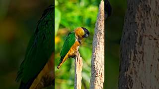 Black headed parrot from Ecuador birds ecuador nature parrot [upl. by Relyks]