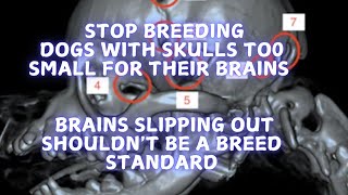 STOP Breeding dogs with skulls too small for their brains [upl. by Leoj]