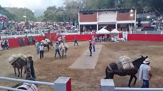 FERIAS Y FIESTAS EN ARBELÁEZ Cundinamarca concurso mular de carga [upl. by Ileana]