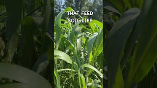 Sorghum Sudan Cover CROP covercrops regenerativeagriculture soilhealth [upl. by Esylle825]