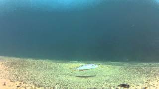 Diving in Lake Tanganyika Xenotilapia melanogenys [upl. by Larrie]