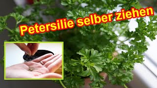 Petersilie anbauen Anleitung Petersilie im Topf auf der Fensterbank vorziehen säen amp selbst ziehen [upl. by Morganica]