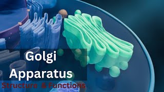 Golgi apparatus class 9 Golgi apparatus Structure and Function Biology cell biology [upl. by Suoiradal727]