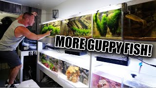 The guppy aquarium is COMPLETE [upl. by Nylatsirk]