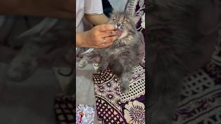 How to give medicine to a cat llHow to get a cat to swallow pill 💊 catsurgery cat shorts video [upl. by Burman]