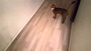 Abyssinian cat is talking [upl. by Airtina]