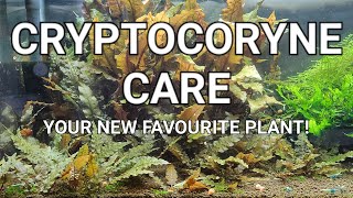 Cryptocoryne Care Guide  Crypt Melt Planting Trimming And Propagating Your Crypts [upl. by Meter]