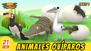 Animales Ovíparos Episodio Compilación Parte 17  Leo El Explorador Episodio  Animación [upl. by Ute]