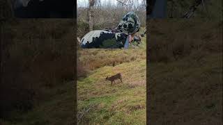 Wisconsin Rut hunting november whitetaildeer [upl. by Acirderf400]